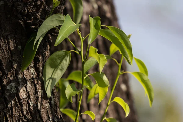 クスノキ クスノキはツリーの葉 — ストック写真