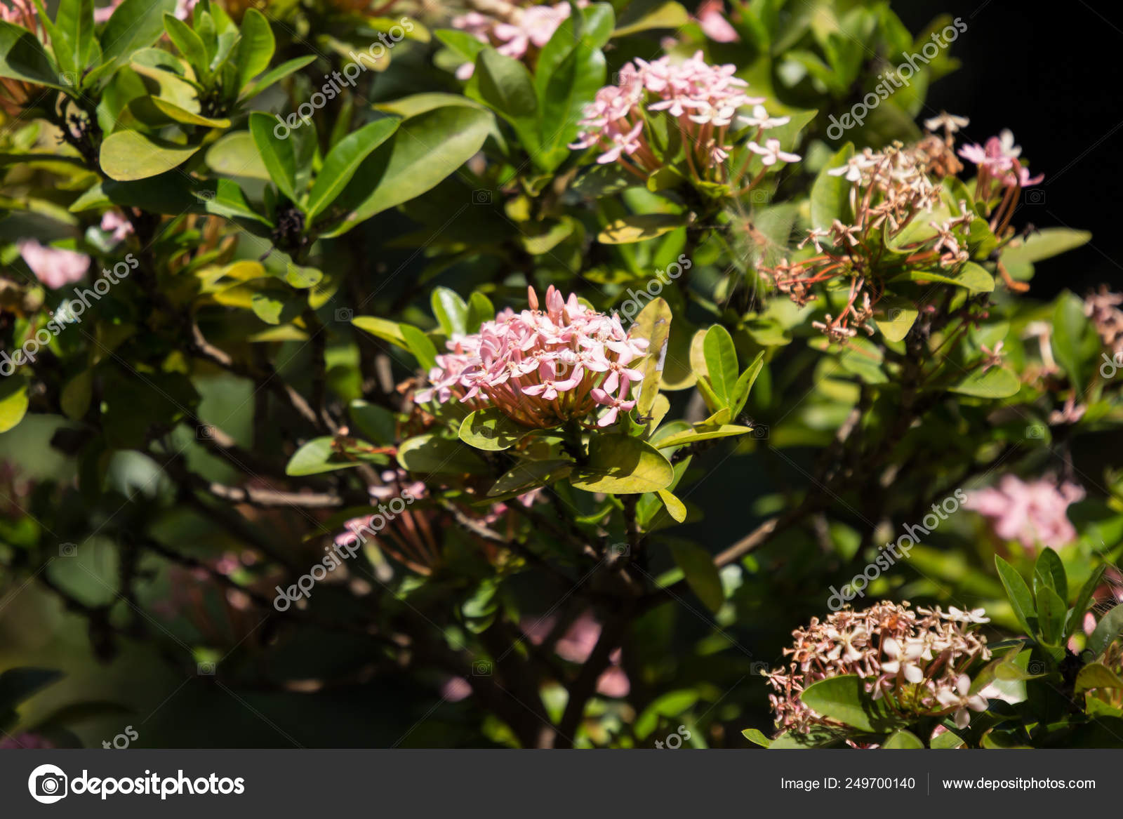 Ixora branca fotos de stock, imágenes de Ixora branca sin royalties |  Depositphotos