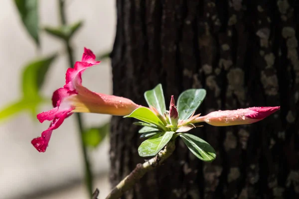 Květy růžové Desert rose — Stock fotografie