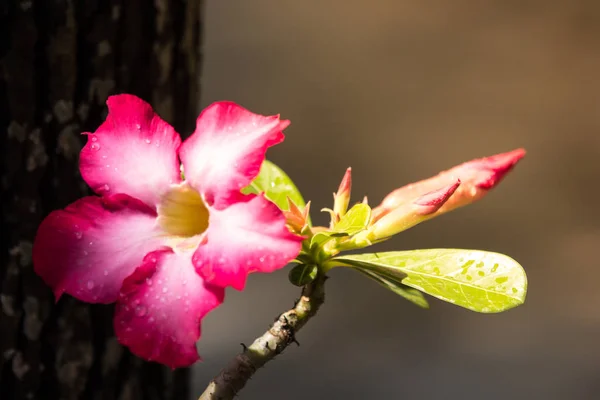Rosa flores de rosa del desierto — Foto de Stock