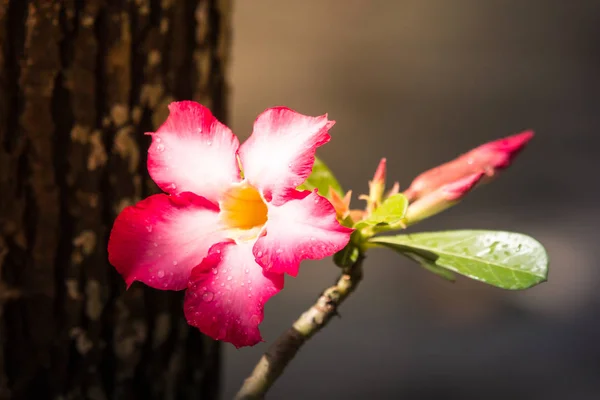 Gül pembe çöl çiçek — Stok fotoğraf