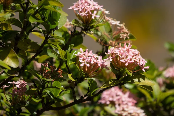 Närbild av små rosa Ixora blomma — Stockfoto