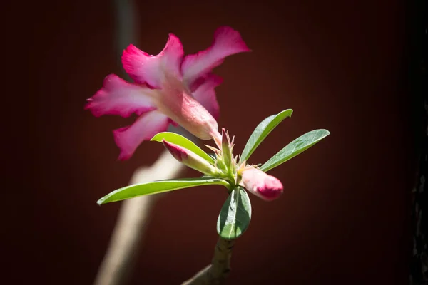 沙漠里的粉红色玫瑰鲜花 — 图库照片