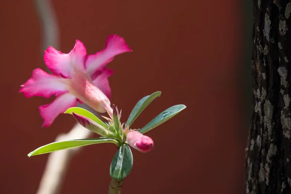 沙漠里的粉红色玫瑰鲜花 — 图库照片