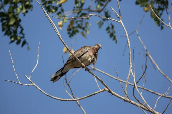 Piccione bruno seduto sull'albero — Foto Stock