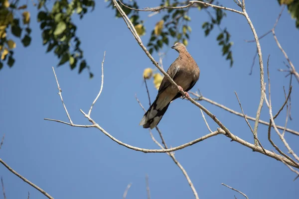 Pombo marrom sentado na árvore — Fotografia de Stock