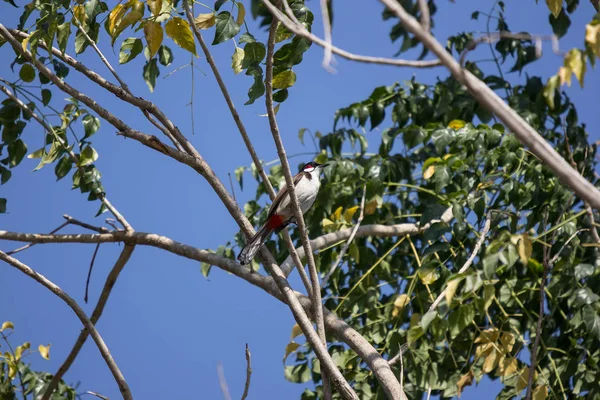 木の赤ヒゲ ヒヨドリ鳥 — ストック写真