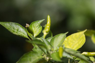 Biber PADI veya kuşbakışı göz biber