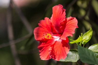 Kırmızı Hibiscus rosa-sinensis 'i kapatın. 