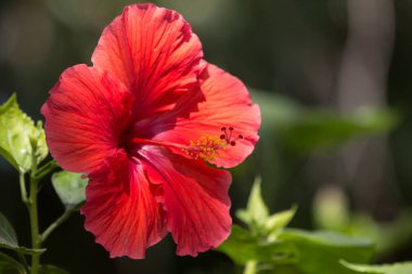 Kırmızı Hibiscus rosa-sinensis 'i kapatın. 