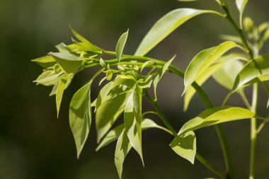 Cinnamomum camphora ağacının yaprak