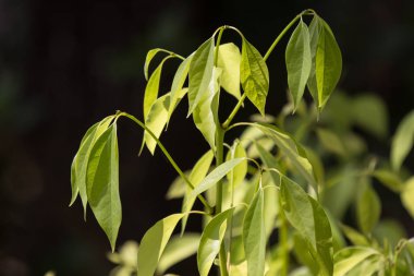 Cinnamomum camphora ağacının yaprak