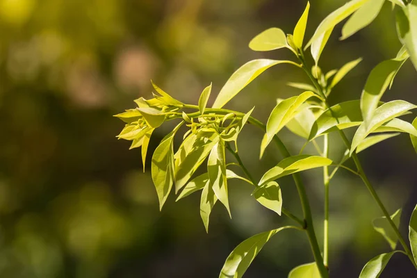 Listů Cinnamomum camphora stromu — Stock fotografie