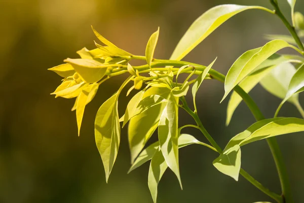 Foglia di canfora di Cinnamomum — Foto Stock