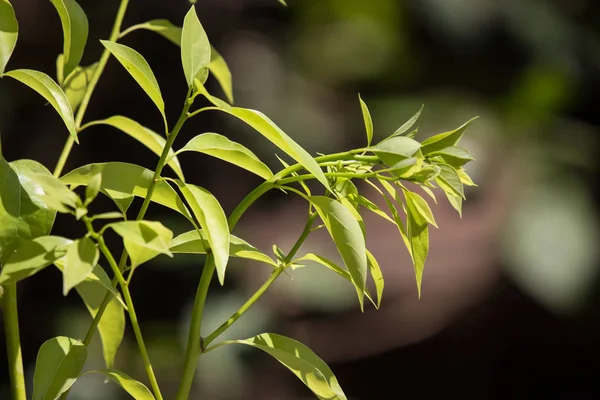 Φύλλο του δέντρου Cinnamomum camphora — Φωτογραφία Αρχείου