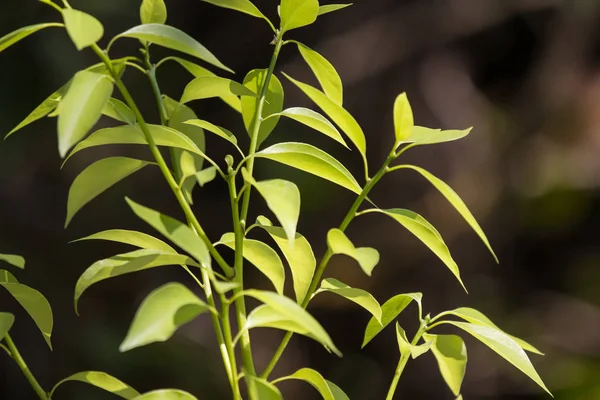 Listů Cinnamomum camphora stromu — Stock fotografie
