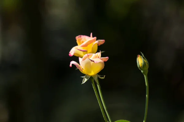 Sarı mix pembe Gül çiçek — Stok fotoğraf