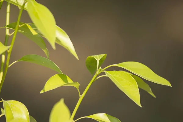 Listů Cinnamomum camphora stromu — Stock fotografie