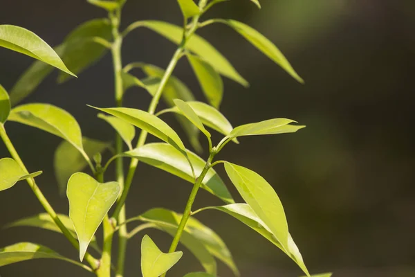 Listů Cinnamomum camphora stromu — Stock fotografie