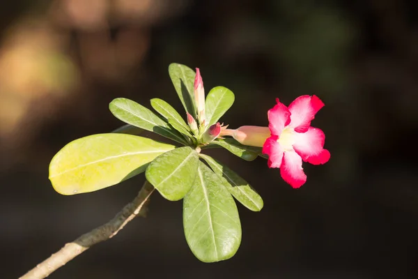 Rosa flores de rosa del desierto — Foto de Stock