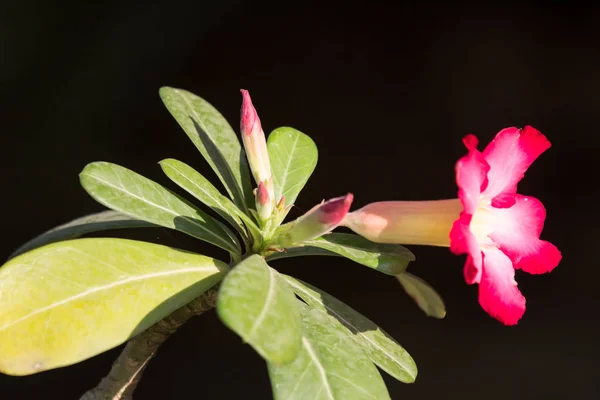 분홍색 사막 장미 꽃 — 스톡 사진