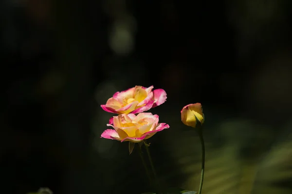 Yellow mix pink  rose flower