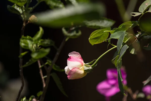Κίτρινο μείγμα ροζ τριαντάφυλλο — Φωτογραφία Αρχείου