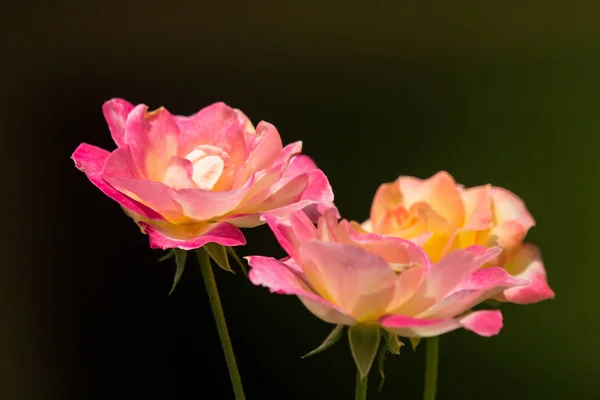 Yellow mix pink  rose flower