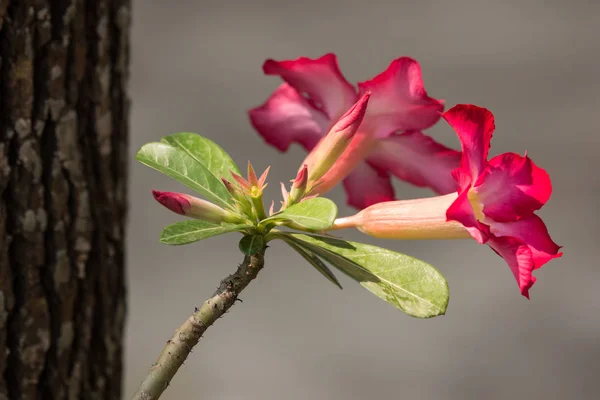 Rosa flores de rosa del desierto —  Fotos de Stock