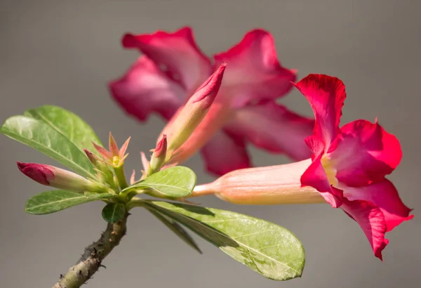 Rosafarbene Wüstenrosen — Stockfoto