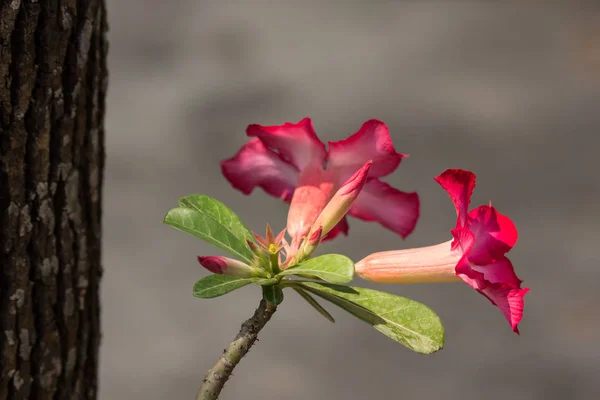 沙漠里的粉红色玫瑰鲜花 — 图库照片