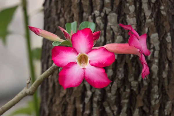 Květy růžové Desert rose — Stock fotografie