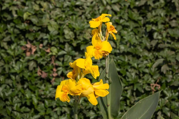 Koyu arka planda sarı Canna çiçek — Stok fotoğraf
