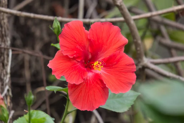 Κοντινό πλάνο του κόκκινου Hibiscus rosa-sinensis — Φωτογραφία Αρχείου