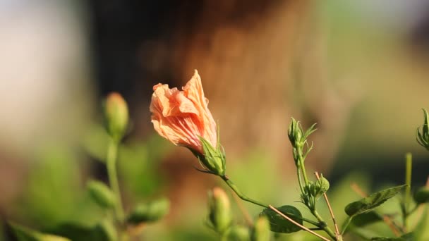 Aproape Hibiscus Rosa Sinensis Flori — Videoclip de stoc