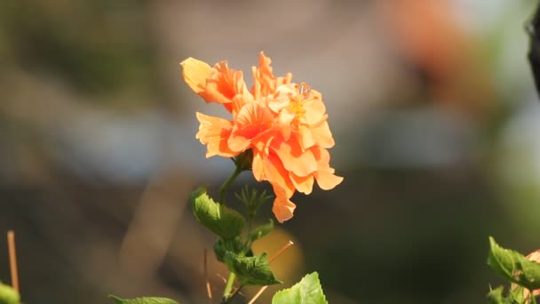 Close Van Hibiscus Rosa Sinensis Bloem — Stockvideo