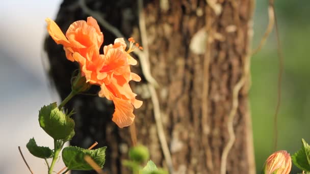 Hibiscus Rosa Sinensis Çiçek Yakın Çekim — Stok video