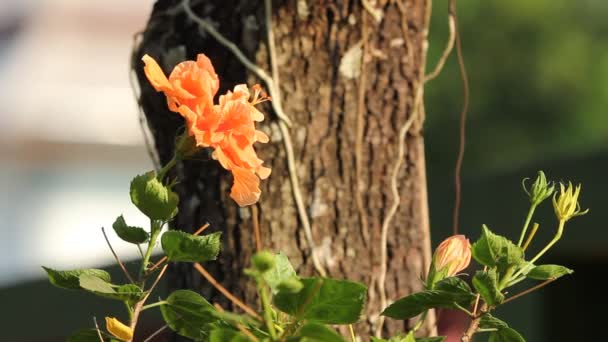 Detail Květu Hibiscus Rosa Sinensis — Stock video