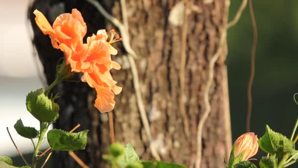 Hibiscus Rosa Sinensis Virág Közelről — Stock videók