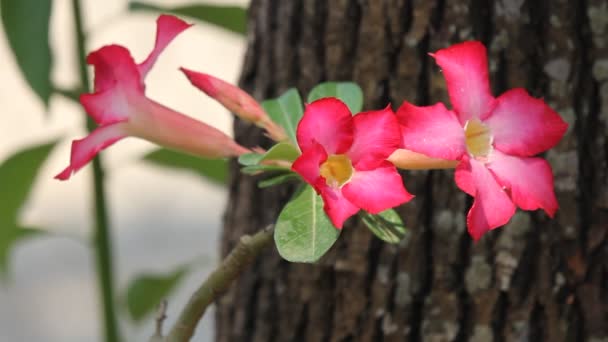 Pink Desert Rose Flowers — Stock Video