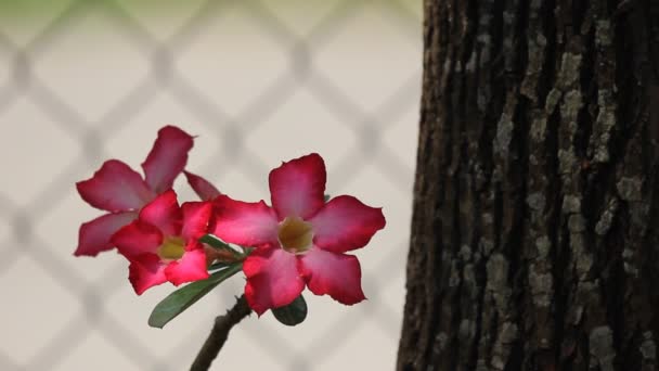 Рожеві Квіти Пустелі — стокове відео