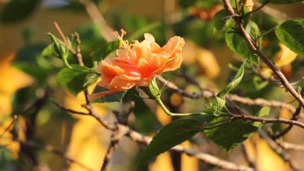 Aproape Hibiscus Rosa Sinensis Flori — Videoclip de stoc