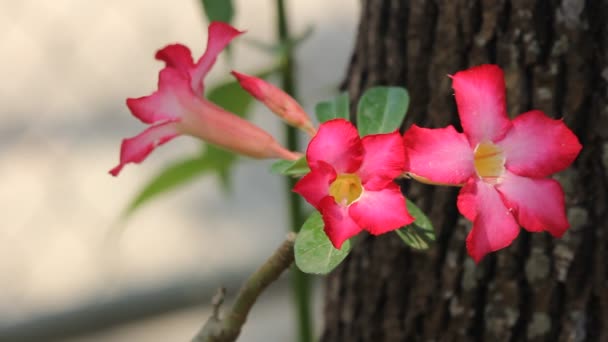Λουλούδια Της Ερήμου Ροζ Τριαντάφυλλο — Αρχείο Βίντεο