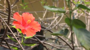 Hibiscus rosa-sinensis çiçek yakın çekim