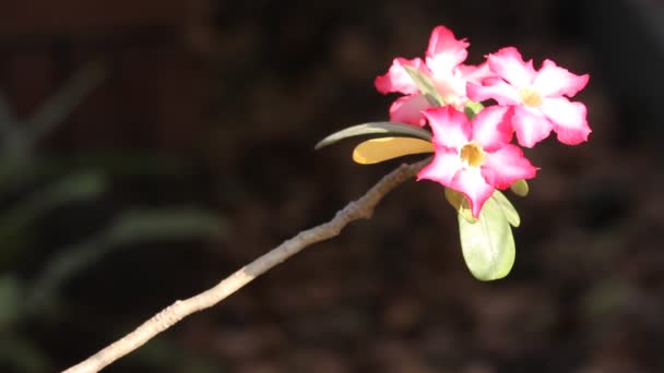 Рожеві Квіти Пустелі — стокове відео