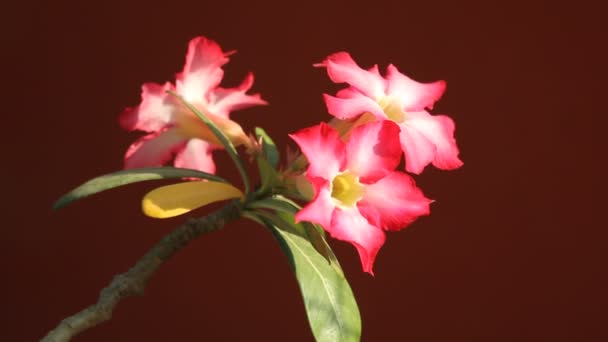 Pink Desert Rose Flowers — Stock Video