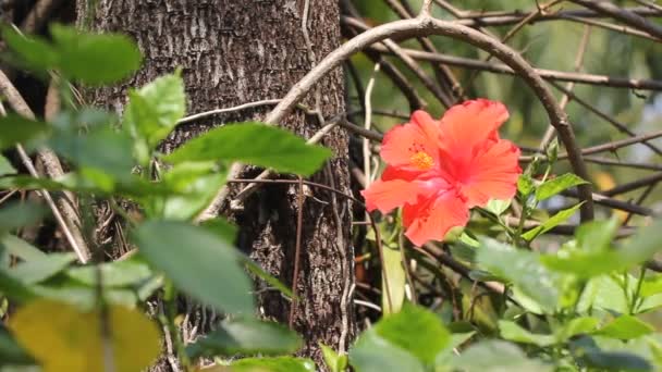 Primer Plano Hibiscus Rosa Sinensis Flower — Vídeos de Stock