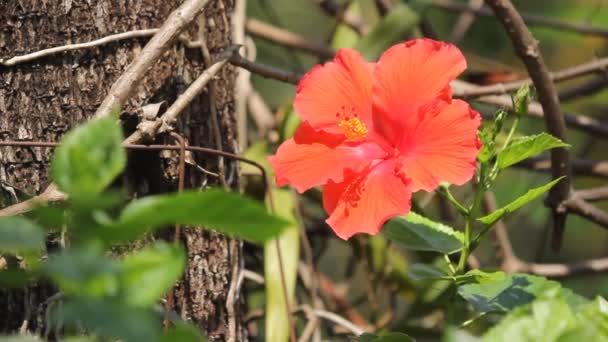 Primer Plano Hibiscus Rosa Sinensis Flower — Vídeos de Stock