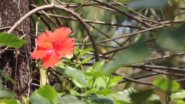 Close Hibiscus Rosa Sinensis Flor — Vídeo de Stock