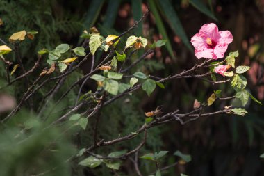 Yumuşak pembe Hibiscus rosa-sinensis yakın çekim 